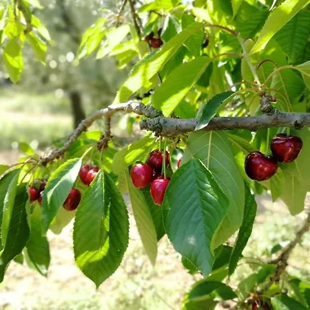 Tatil Evi Dependance Grazia *